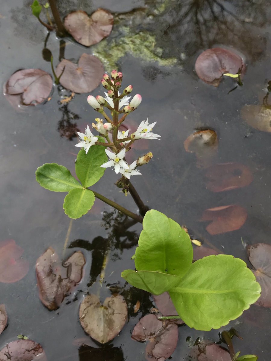 bellemare_jesse's tweet photo. An iridescent-winged crane fly visits fringed flowers of #Menyanthes trifoliata (‘Bog Bean’; #Menyanthaceae) in a neUS wetland. This small population includes only ‘pin’ type flowers w/ long pistils, no ‘thrum’ flowers, so actual #pollination may be rare. #Heterostyly #Herkogamy https://t.co/3XAoy5gL1c
