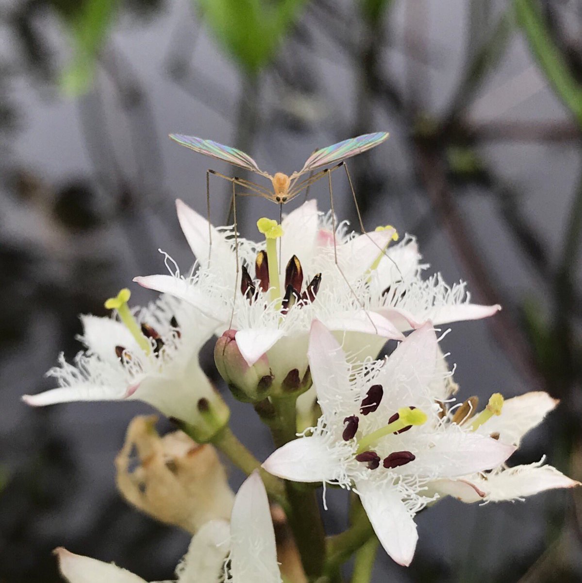 bellemare_jesse's tweet photo. An iridescent-winged crane fly visits fringed flowers of #Menyanthes trifoliata (‘Bog Bean’; #Menyanthaceae) in a neUS wetland. This small population includes only ‘pin’ type flowers w/ long pistils, no ‘thrum’ flowers, so actual #pollination may be rare. #Heterostyly #Herkogamy https://t.co/3XAoy5gL1c