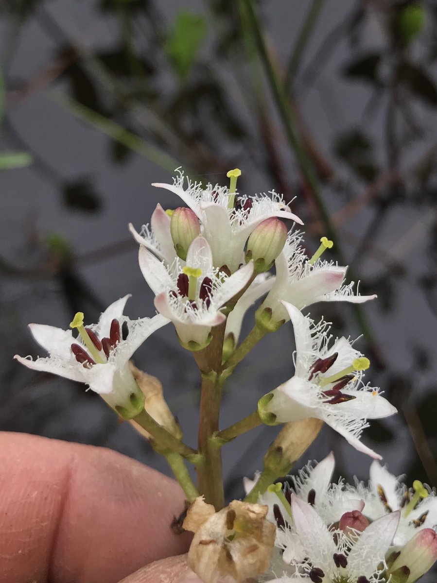 bellemare_jesse's tweet photo. An iridescent-winged crane fly visits fringed flowers of #Menyanthes trifoliata (‘Bog Bean’; #Menyanthaceae) in a neUS wetland. This small population includes only ‘pin’ type flowers w/ long pistils, no ‘thrum’ flowers, so actual #pollination may be rare. #Heterostyly #Herkogamy https://t.co/3XAoy5gL1c