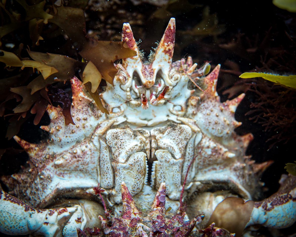 Ed_cology's tweet photo. Few photos taken at Wembury on 26/5/19 🦀

 For more follow my Instagram : 
Ed.wilson_marinelife 

#underwater #marinelife #rockpool #photography #snorkeling https://t.co/gJE8DtCeuA