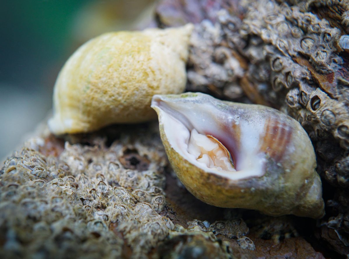 Ed_cology's tweet photo. Few photos taken at Wembury on 26/5/19 🦀

 For more follow my Instagram : 
Ed.wilson_marinelife 

#underwater #marinelife #rockpool #photography #snorkeling https://t.co/gJE8DtCeuA