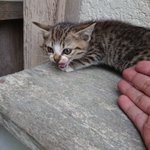 最初は警戒していた猫!しかし徐々になついていきかわいい顔をしてくれました!