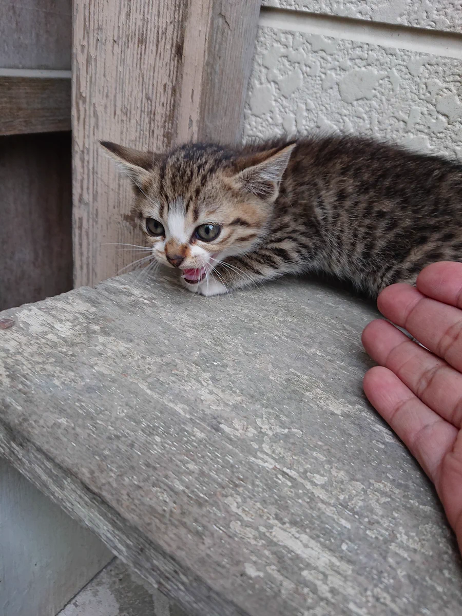 最初は警戒していた猫！！しかし徐々になついていきかわいい顔をしてくれましたwww