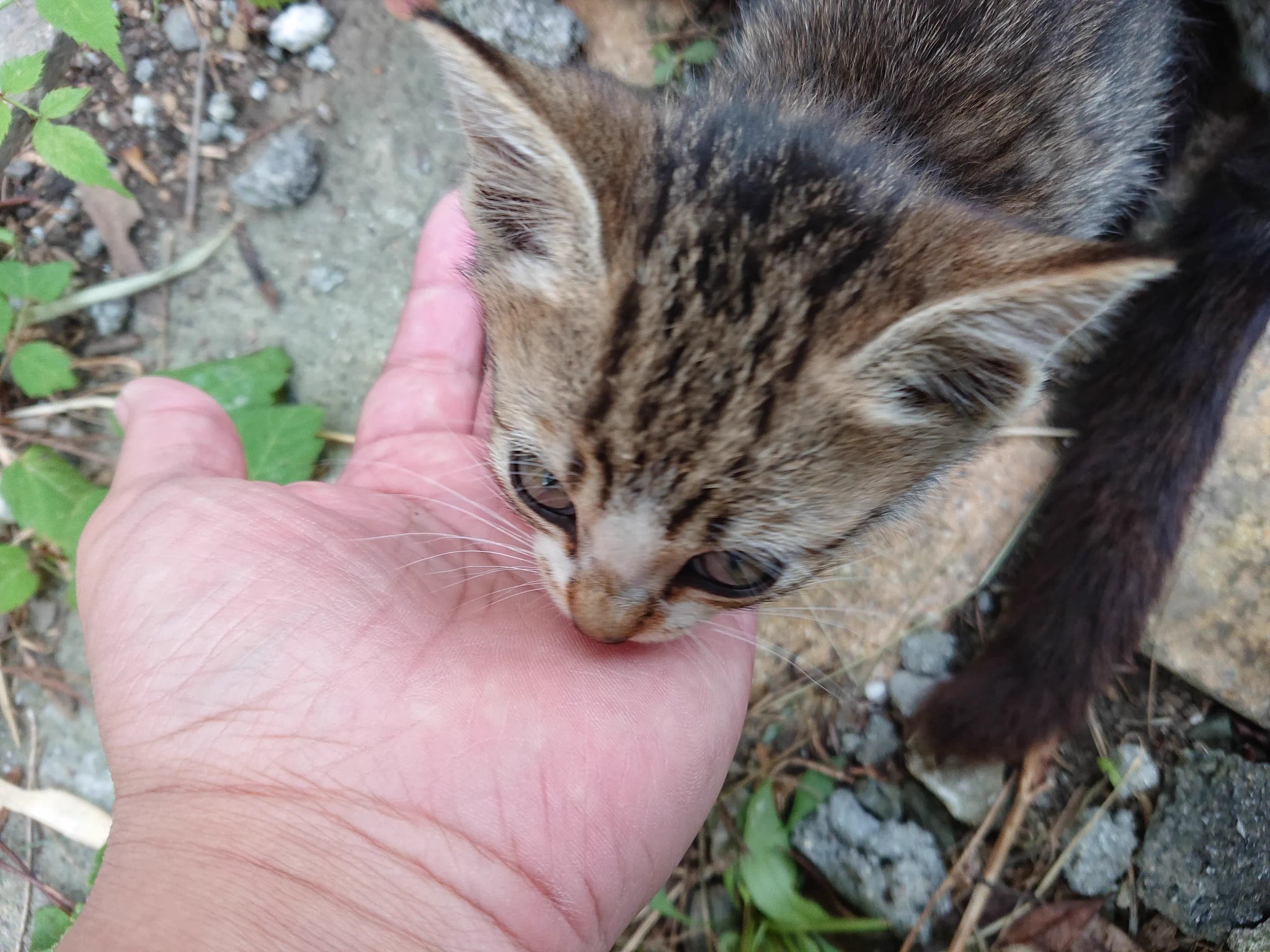 最初は警戒していた猫！！しかし徐々になついていきかわいい顔をしてくれましたwww