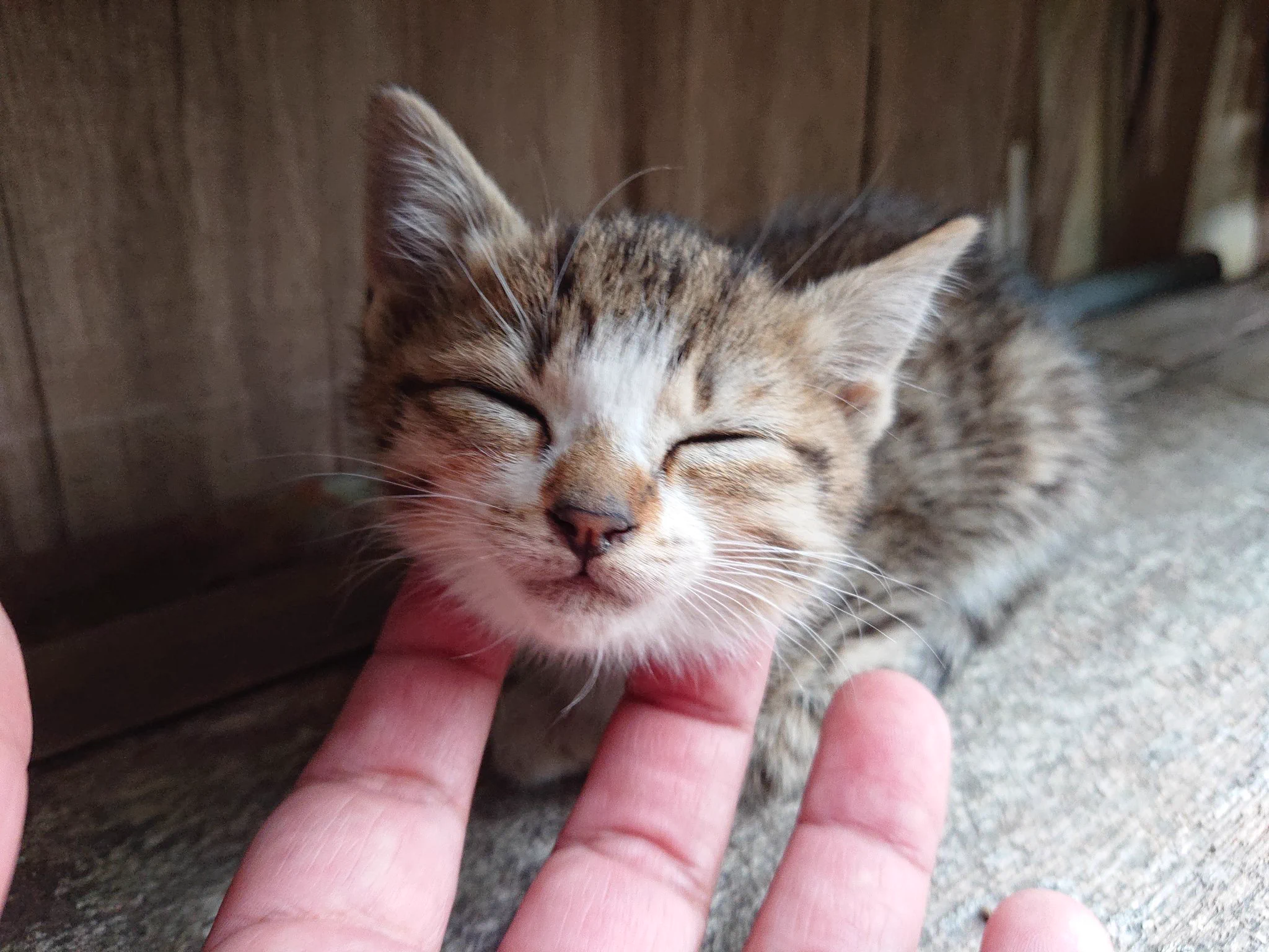 最初は警戒していた猫！！しかし徐々になついていきかわいい顔をしてくれましたwww