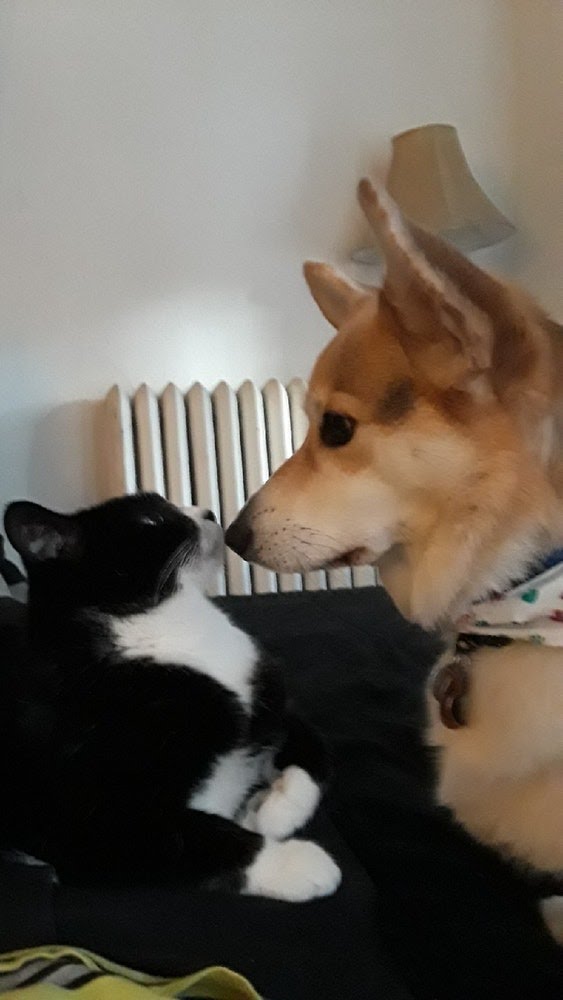 corbinjdrake's tweet photo. Both Mommy @PiperJDrake and Daddy @HatsOfMatt are away for work things, so I am hanging with a new cat friend. 
WE ARE GOING TO NAP TOGETHER. https://t.co/c2LCKkkEXp