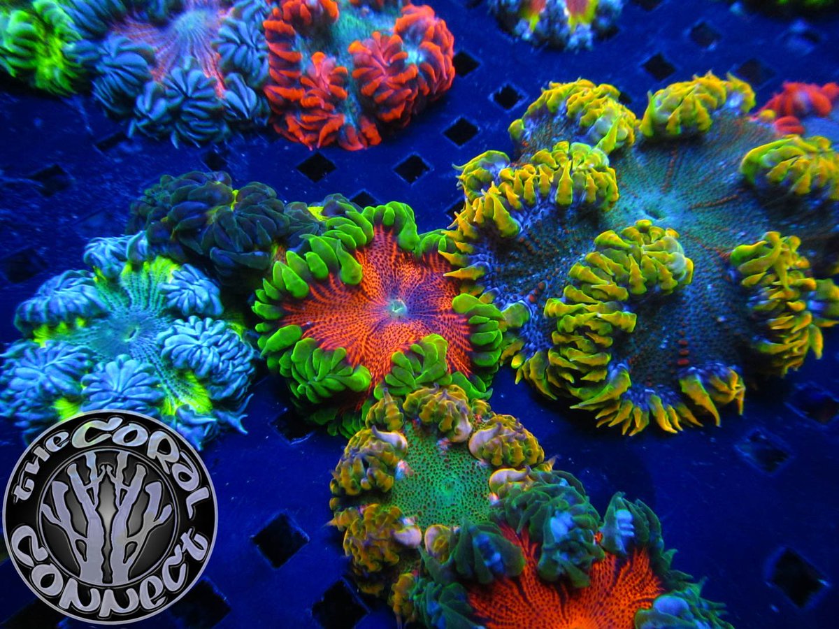 thecoralconnect's tweet photo. Premium Rock Flowers and TCC Boogeyman chalice frags available.
https://t.co/C5nSNQv1Rv
https://t.co/lXCgb2gXju
https://t.co/eh6AADRjIa
https://t.co/QeZ9K5kI6O https://t.co/Mwos0PdlUf