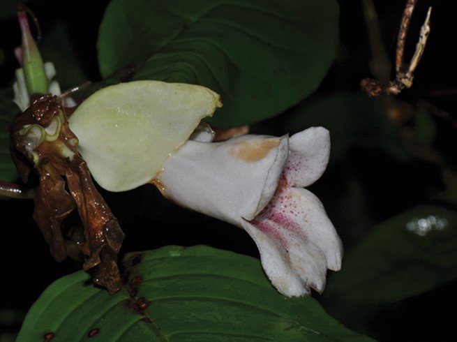 PhytoKeys's tweet photo. Hemiboea albiflora: a #NewSpecies of #Gesneriaceae from Guizhou, China, named for its white flowers
Study: https://t.co/Z7v9fG3T2W
The new species grows on rocks near the Maling River & near streams in the #Pogang #NatureReserve, at an elevation of ca. 720–970 m.
#PlantScience https://t.co/QlCtfQPILO