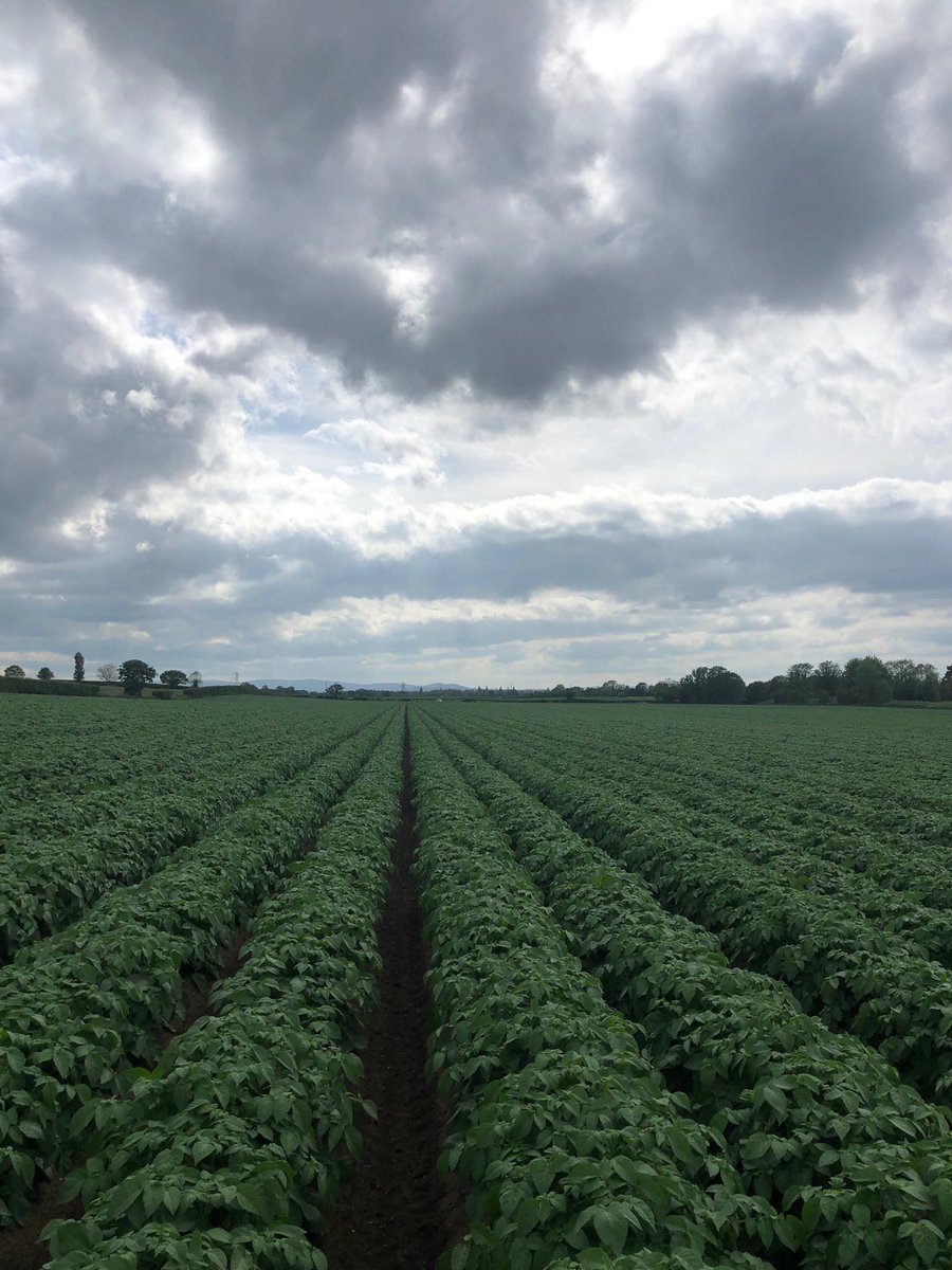 Motoring now 🥔🌱💨💨