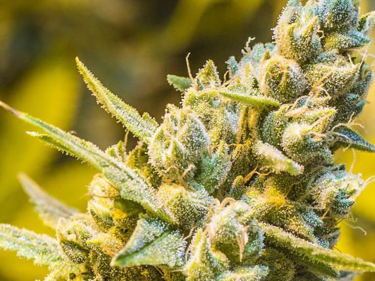 Google Play Store prohíbe apps de entrega de #marihuana ow.ly/b4tk50usJND