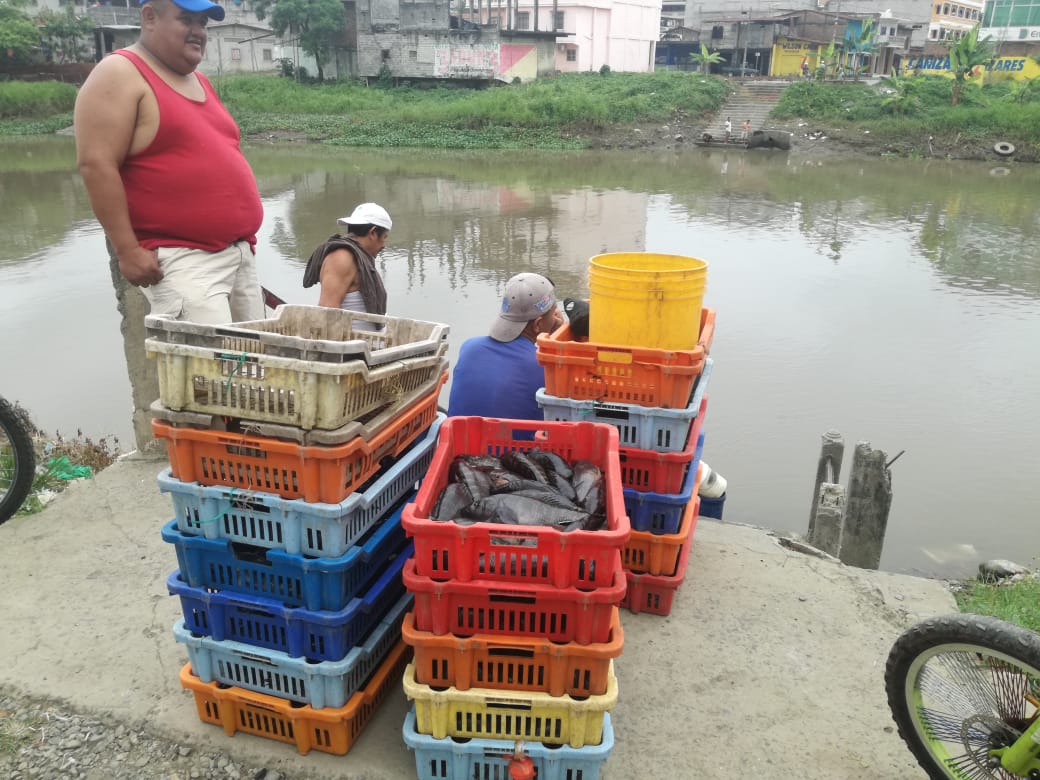 IpiapEcuador's tweet photo. Investigadores del @InpEcuador, registran desembarque de chame Dormitator latifrons en el río Daule, provincia de Guayas; estos peces fueron capturados con red de enmalle con una captura total de 180 libras y con tallas entre 20 y 30 centímetros de longitud total. 🐟🐟 https://t.co/MmWvAeSFET