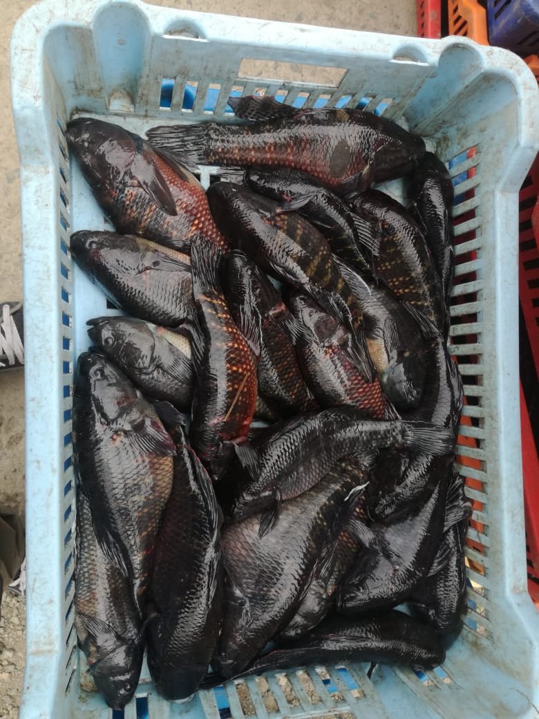 IpiapEcuador's tweet photo. Investigadores del @InpEcuador, registran desembarque de chame Dormitator latifrons en el río Daule, provincia de Guayas; estos peces fueron capturados con red de enmalle con una captura total de 180 libras y con tallas entre 20 y 30 centímetros de longitud total. 🐟🐟 https://t.co/MmWvAeSFET