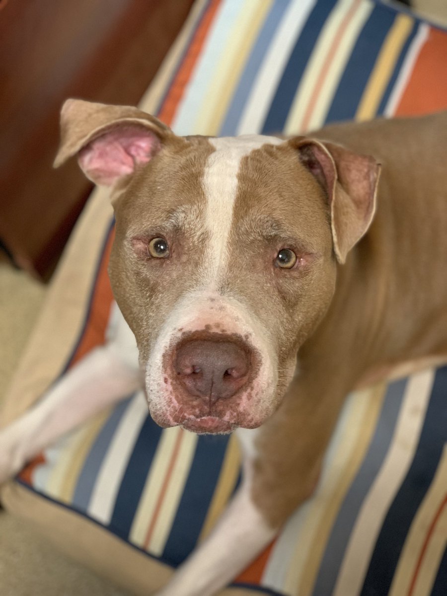 PeggyAdamsARL's tweet photo. Adoptable Jake likes to hang out with our Marketing team for some extra love 🥰 You can adopt this handsome boy for FREE with our Grey Whisker Club! Plus, you’ll get included wellness exams, preventatives and vaccines! Pawsome, right? Take home Jake today! 🐶 #peggyadams #adoptme https://t.co/9vc6jjkvPZ