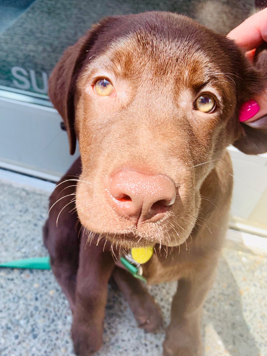 SouthSoundMag's tweet photo. When puppies stop by your work to say hi! This is Emmett. His dad is Jorgen — our magazine designer. Welcome to the #PMGfamily. https://t.co/L44zTqRIlt