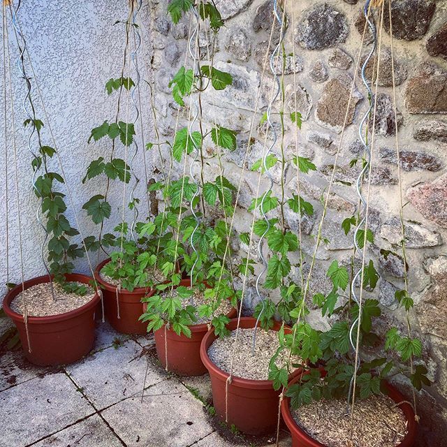 7floorbrewing's tweet photo. Hops growing! Chinook, cascade, wilamette, centennial and tardif de bourgogne. 36L homemade substrat at 1100m altitude. Looking good! #homebrew #homebrewing #hops #growing #ardeche #french #growinghops #craftbeer #craftbrewery #brewing #beer https://t.co/zzpUD31yyq https://t.co/DFF9RIfy9V