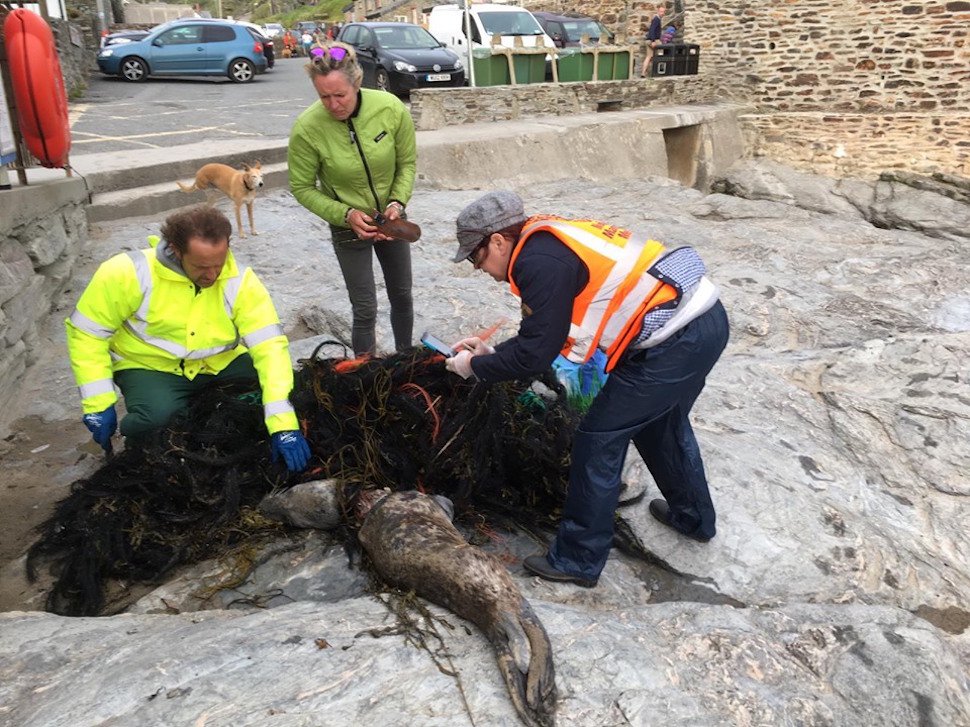 strandings_man tweet picture