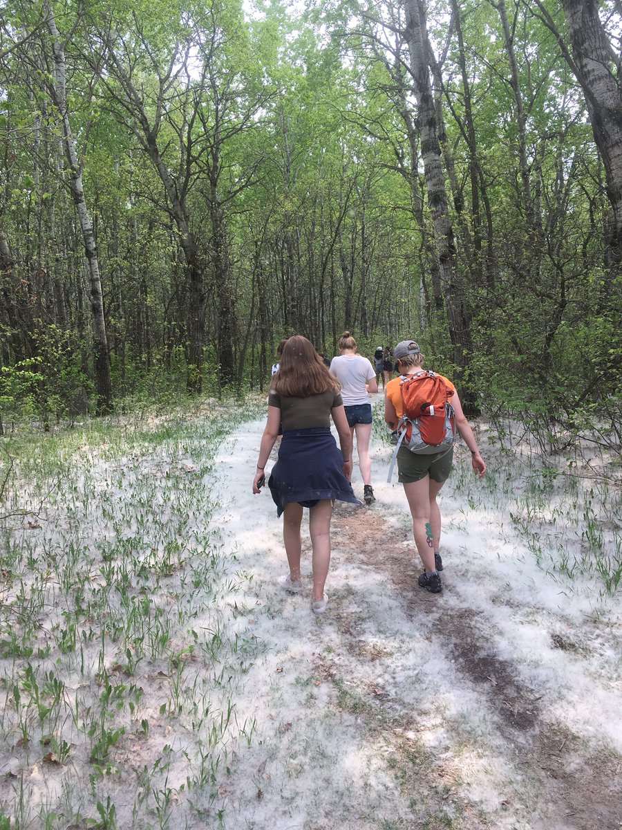 Upland_Hunter's tweet photo. C’était un peu comme marcher dans la neige, mais à 26°C. Randonnée 🥾 au parc #BirdsHill #ChickadeeTrail @DucharmeMJ @Cefsk #Manitoba2019 #APAPleinAir #Trembles https://t.co/CgQg3Gzh4I