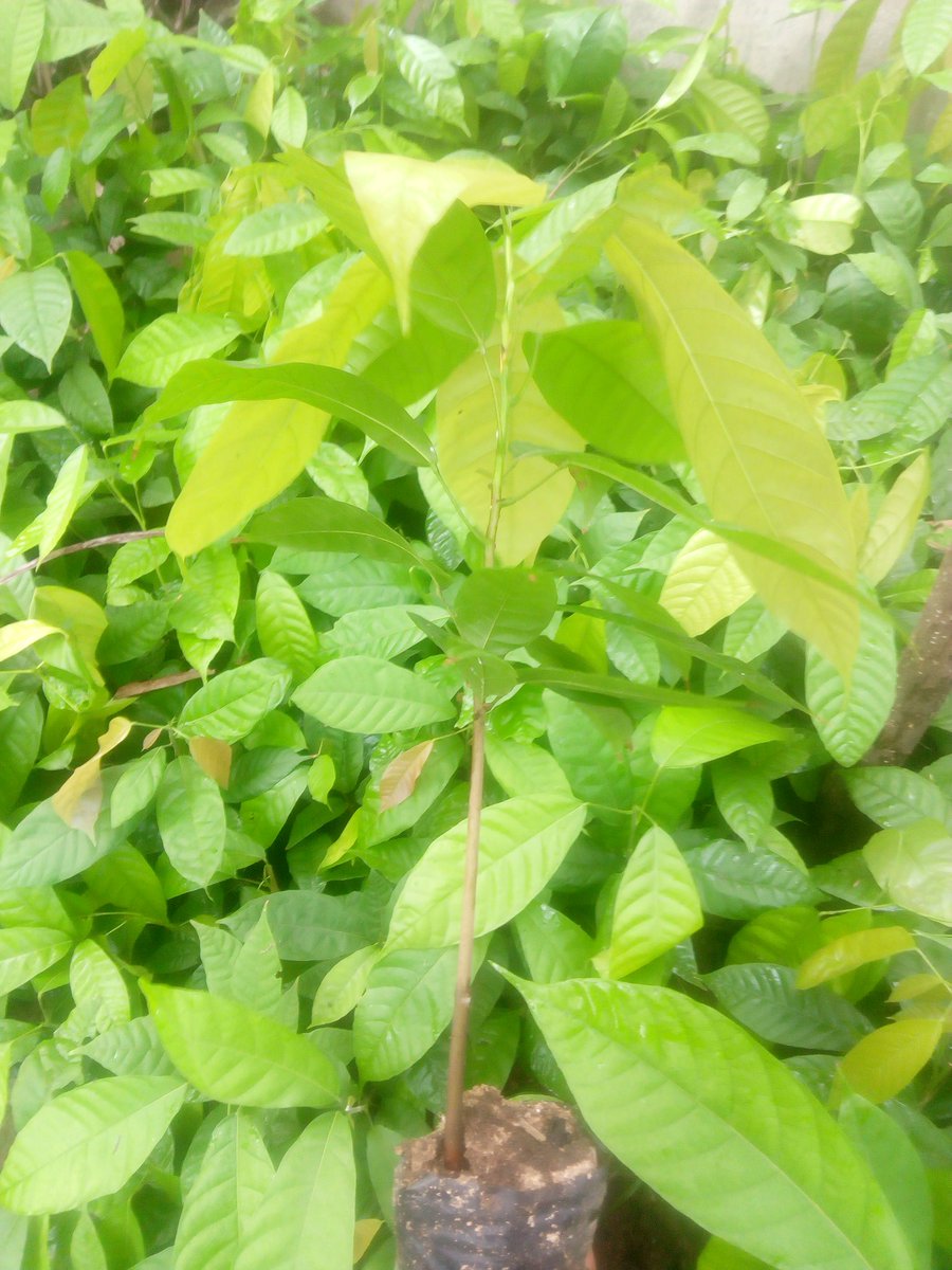 orlabass2000's tweet photo. Agriculture is the way,bring out the money in the bank and let's work on that land..we have cocoa seedlings ,cashew seedlings,tenera  oilpam seedlings and plantain suckers. https://t.co/JpD4T9qlax