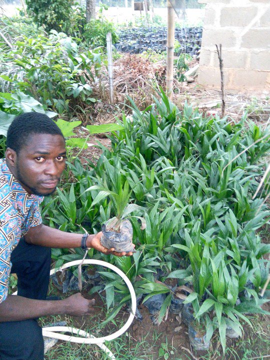 orlabass2000's tweet photo. Agriculture is the way,bring out the money in the bank and let's work on that land..we have cocoa seedlings ,cashew seedlings,tenera  oilpam seedlings and plantain suckers. https://t.co/JpD4T9qlax
