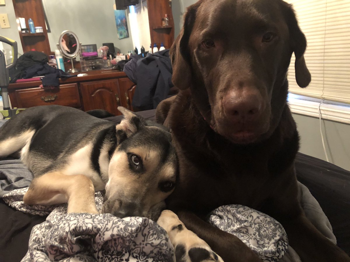 LA_Blackmore's tweet photo. When the doctor puts you on bed rest but you have no room  #doglove #needbiggerbed https://t.co/1UNM3mAMGD