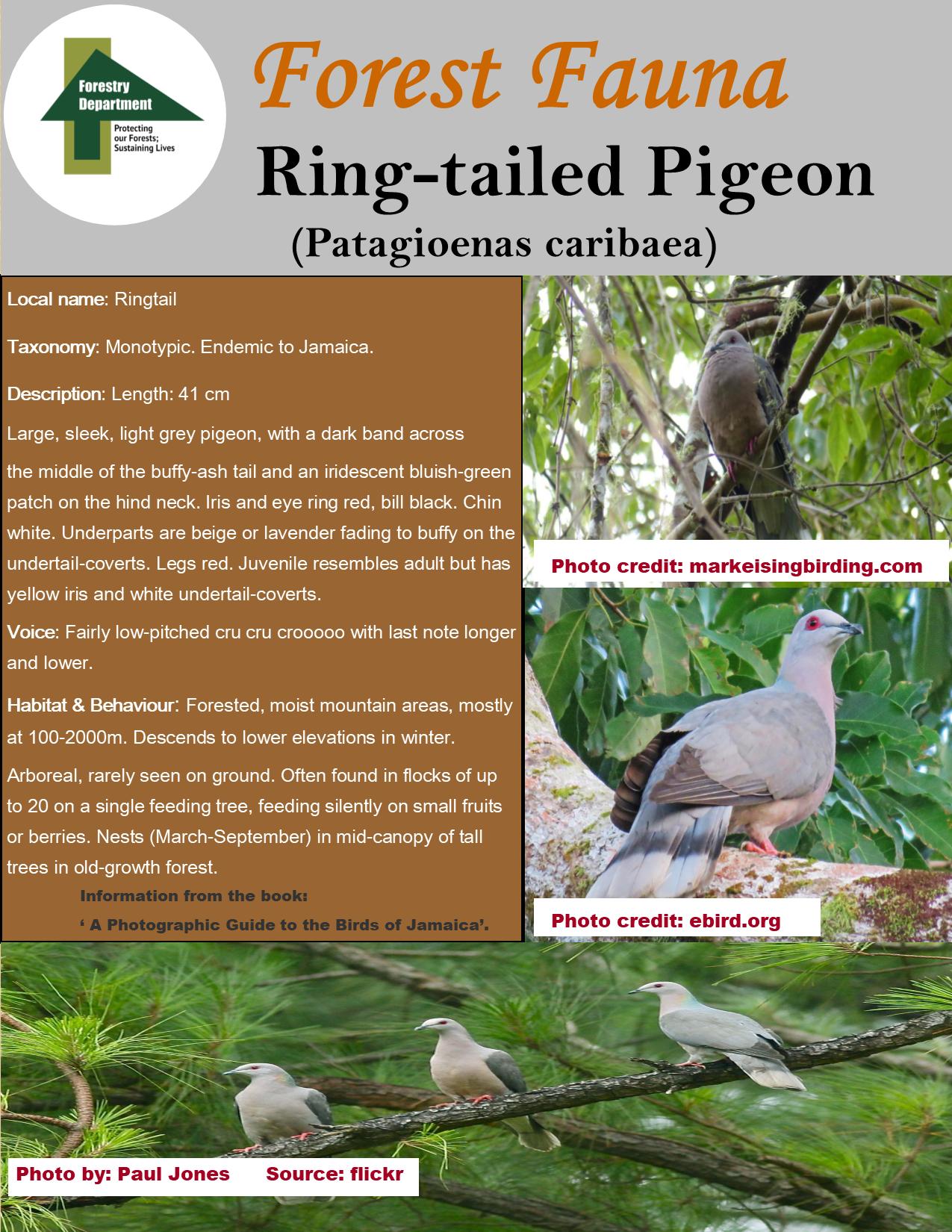 Photos - Ring-tailed Pigeon - Patagioenas caribaea - Birds of the World