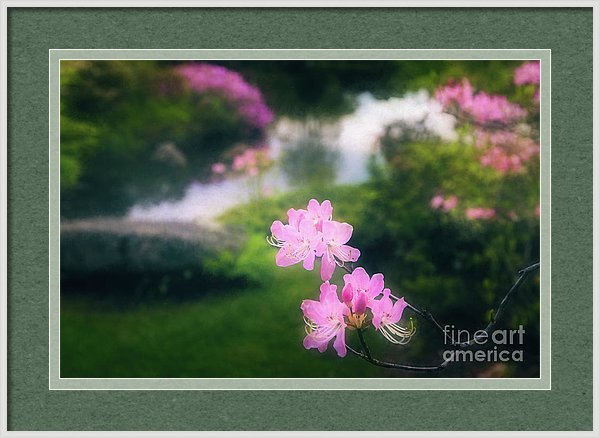 photoartbyanita's tweet photo. Bring the lush beauty of spring in Maine into your home or office with "Royal Azaleas At Asticou Azalea Garden" framed print by Anita Pollak https://t.co/RUWMalFBes #royalAzalea #azalea #flowers #AsticouAzaleaGarden #Maine #NewEngland #spring #framedprint #wallart #homedecor https://t.co/arS8b3jTAS