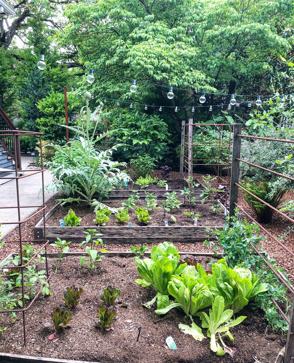 Early summer garden #homegarden