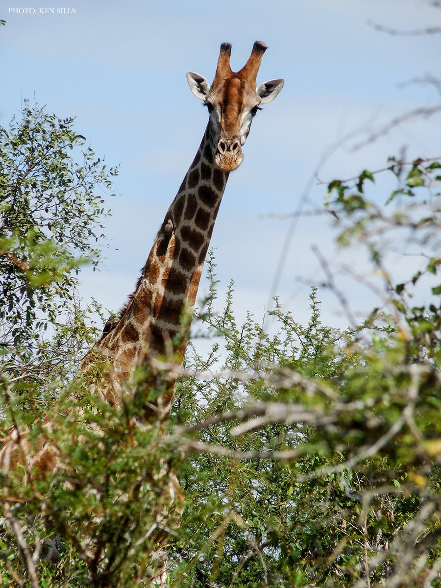 ScienceMagazine's tweet photo. "Out of nine recognized giraffe subspecies, four are decreasing. Moreover, for five subspecies, current population estimates are fewer than 2000 individuals." A call to protect #giraffes from #WildlifeTrade in this #LettertoScience. ($) https://t.co/YlM344xXaE https://t.co/M1yFE2Q26z