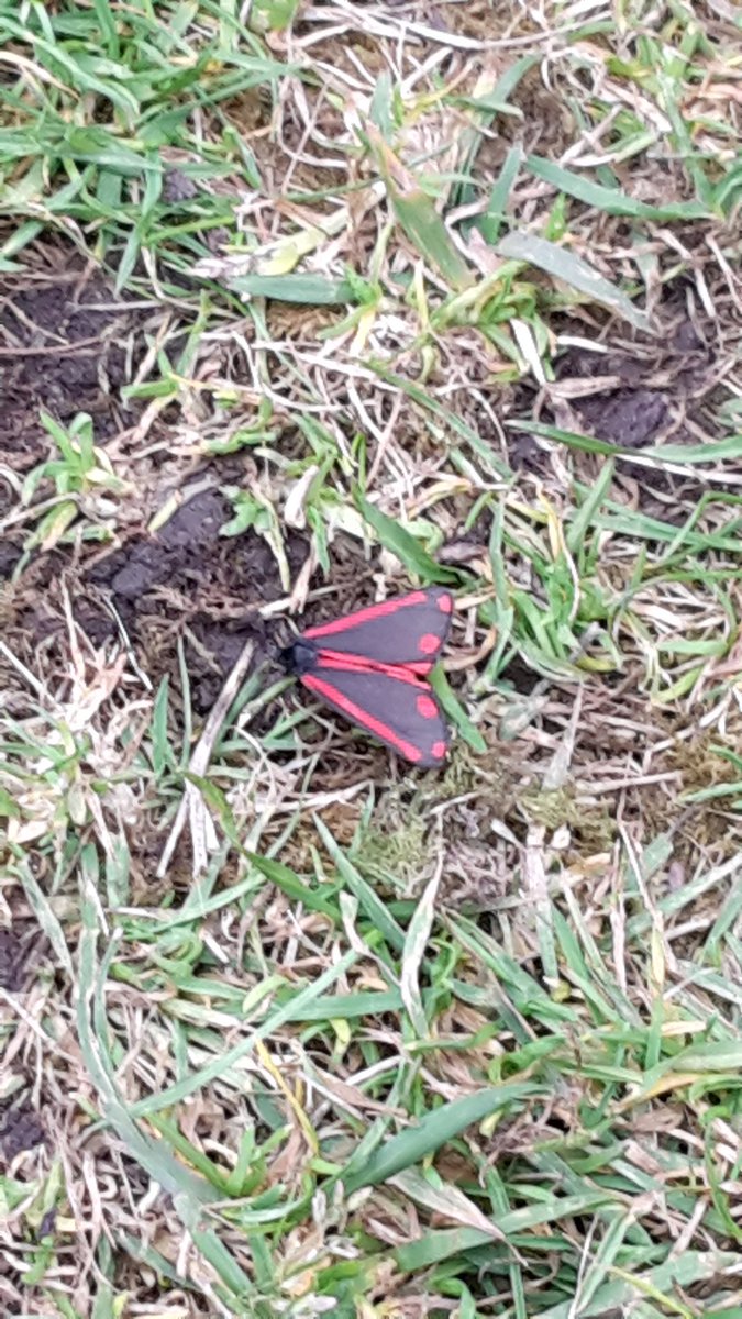 @Year2prescotcp @year6prescot Rachel and Jessica spotted a Cinnabar Moth in the garden