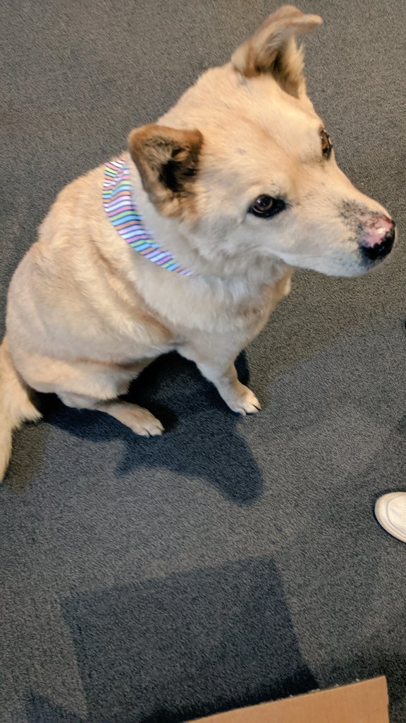 Thank you <a href="/brave_indy/">Dixie & Kylie</a> for my charming bandana and banner!