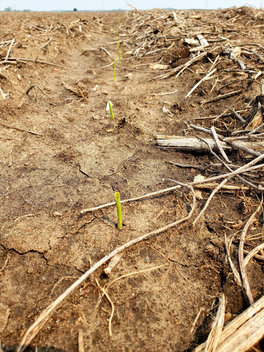 #AllegiantSeed 10357 after 2 weeks and 2.5" of rain is up and going
