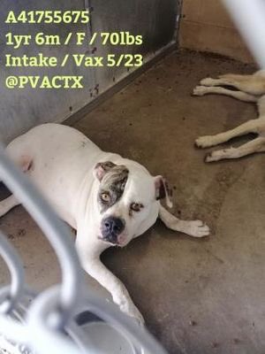 MoishesMom's tweet photo. π¨πππ» This Gorgeous American Bulldog will πAt #Palm #Valley #Edinburgh #SouthTexas if no1 comes! Texans what is going on in South Texas? How can hundreds of dog be dumped to die every week at this slaughterhouseπ€ #retweet #foster #adopt #rescue #transport @bvanhool #2pledgeπ https://t.co/LmbKahWyPk