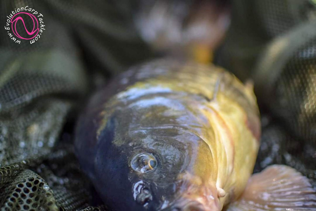 A feisty little common from a mornings fishing for team member Tom Baker, giving him a good 10min scrap before giving up. It fell to a Pop up, topped with a Evo Maggot Cluster. Plus netted, weighed and rested in the NSR. 

Evolutioncarptackle.com #Evolve® #ArtificialBaits #NSR®