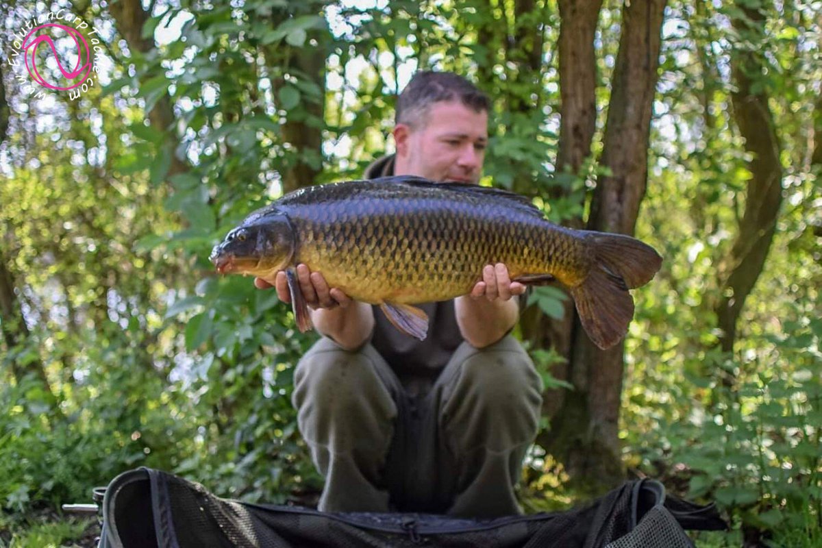 EvoCarpTackle's tweet photo. A feisty little common from a mornings fishing for team member Tom Baker, giving him a good 10min scrap before giving up. It fell to a Pop up, topped with a Evo Maggot Cluster. Plus netted, weighed and rested in the NSR. 

https://t.co/pJQKNvDNOj #Evolve® #ArtificialBaits #NSR® https://t.co/pH8yIG57bO