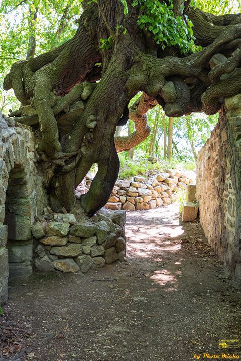 michaharz's tweet photo. Hexenbaum der Burgruine Lauenburg
Ich hoffe Ihr hattet einen schönen Tag? Ich wünsche einen schönen und entspannten Abend!
https://t.co/ly9WhsCDP6
#lauenburg #stecklenberg #thale #hexenbaum #wurzel #harz https://t.co/dtld0NeoSb