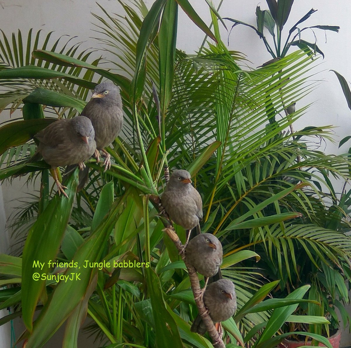 SunjayJK's tweet photo. Many #birds species visit my #terrace,4 water, bath, treats at our home in #gurgaon,bordering #aravalli hills, #aravallis
Reg visitors r #junglebabblers, 1 of my fave #featheredfriends,brilliant confident #chirpy playful cool
#naturephoto #birdsofindia by #naturelover
#sunjayjk https://t.co/qC95PQ6h2Y