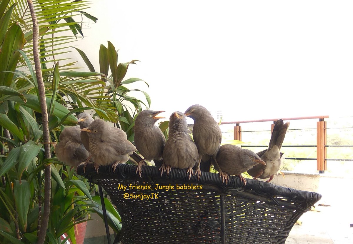 SunjayJK's tweet photo. Many #birds species visit my #terrace,4 water, bath, treats at our home in #gurgaon,bordering #aravalli hills, #aravallis
Reg visitors r #junglebabblers, 1 of my fave #featheredfriends,brilliant confident #chirpy playful cool
#naturephoto #birdsofindia by #naturelover
#sunjayjk https://t.co/qC95PQ6h2Y