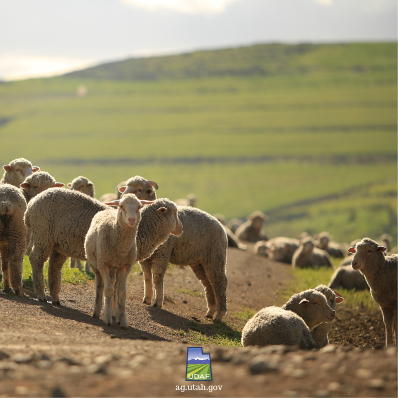 UTagandfood's tweet photo. UTAH AG NEWS:

NASS releases 2018 sheep, lamb loss report...

According to the report, Utah sheep and lamb producers lost 51,000 animals to weather, predators, disease and other causes during 2018.

Learn more @ https://t.co/FWZd102H7E

#UDAF #agricultureinUtah #HeraldExtra https://t.co/e7QR1bdwGC