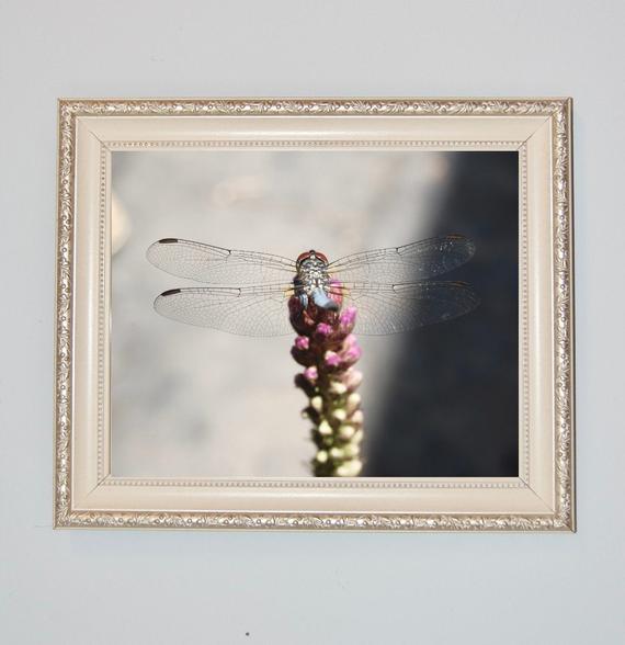 SignsOfOurLife's tweet photo. #Wallart for all you #dragonfly lovers! 

Enjoy this gorgeous gal each day in your favorite space

https://t.co/9mu9jywIxE

#insects #homedecor #homedecorideas #newhome #artwork #photography #naturephotography #neutraldecor https://t.co/X3TLNbJyQJ