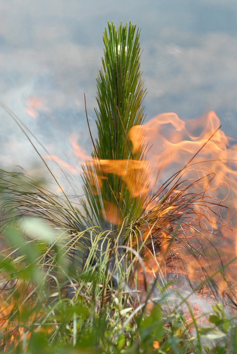 usfs_srs's tweet photo. A #NewPublication examines how local disturbances like prescribed fire in longleaf pine stands contribute to long-term, broad-scale ecosystem resilience: https://t.co/WoIhFgzFKm
@EECB_UNR @talltimbers1958
#ForestResearch #Pinuspalustris https://t.co/rL44XBbCiW