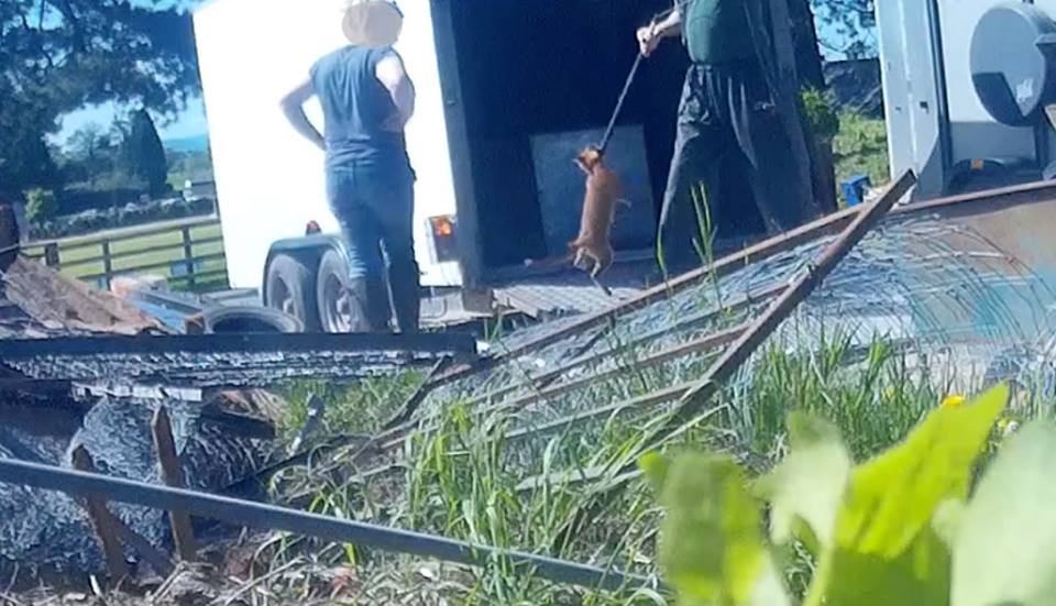 FoxHITeam's tweet photo. GUILTY.
2 plead guilty in the fox cubs case after judge throws out the abuse of process case put by the defence. Paul Reece and Julie Elmore pleaded guilty to 2 counts of causing unnecessary suffering to a protected animal. The trial against the other 3 continues. Please RT. HIT. https://t.co/wKqprFrYjI