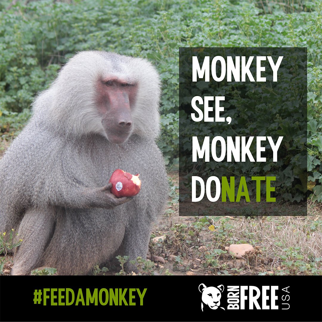 BornFreeUSA's tweet photo. Our #PrimateSanctuary, home to 531 #monkeys, is the largest primate sanctuary in the U.S. We go through A LOT of food, with our annual feeding costs totaling $140,000! For only $5 you can #FeedAMonkey for an entire week! Monkey See, Monkey Do(nate) at https://t.co/8iheBQlmqE https://t.co/aXN8AT6zon