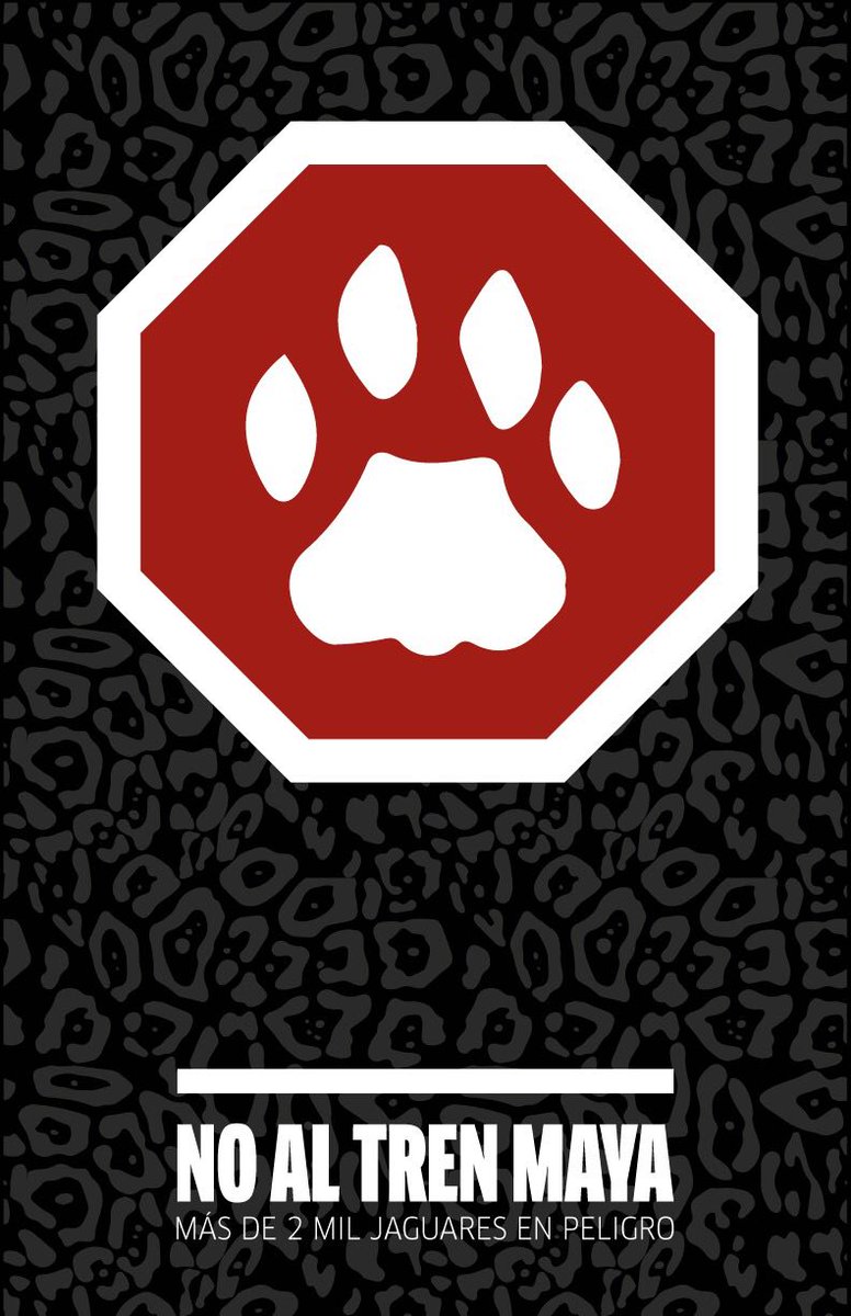 🐢#AyotziNoSeOlvida🐢🐢🐢 tweet media