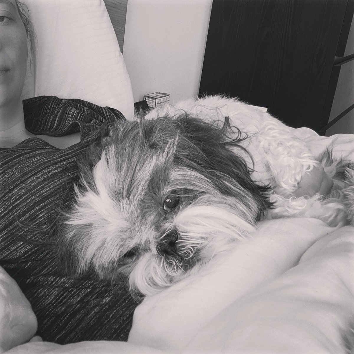 AShihTzuLife's tweet photo. Snuggles on the sofa 🥰 https://t.co/XdHj1XbkcC