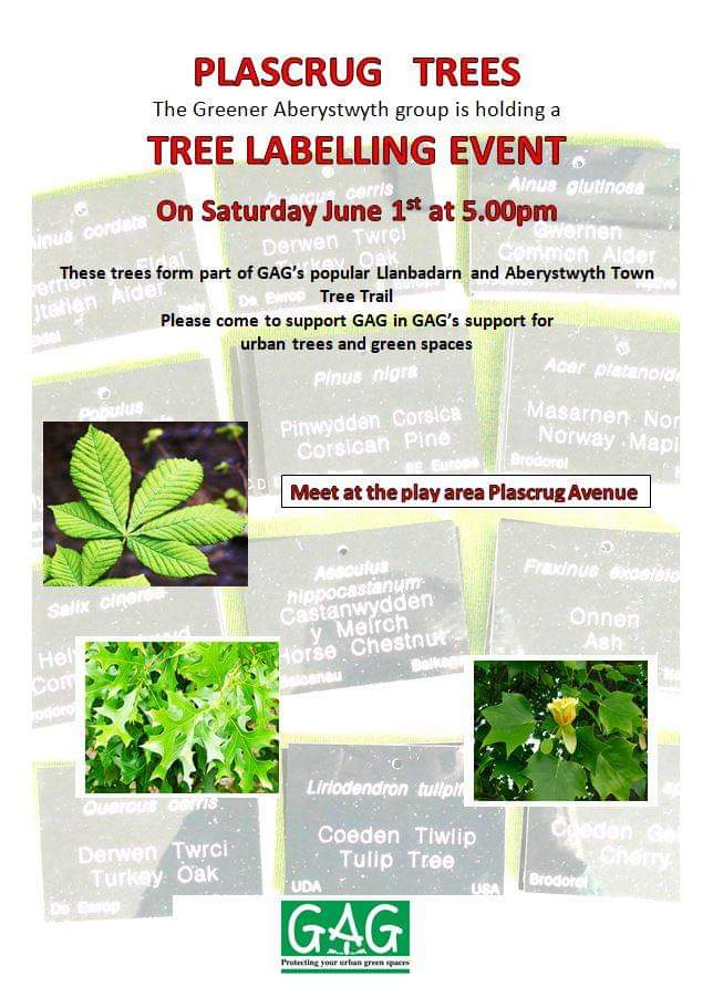 If you're wondering through Plascrug avenue after the 01st of June, you may notice some new labels on trees. These labels were bought with a grant from the Aberystwyth Town Council and are similar to those used by Kew Gardens. #trees #greenspaces