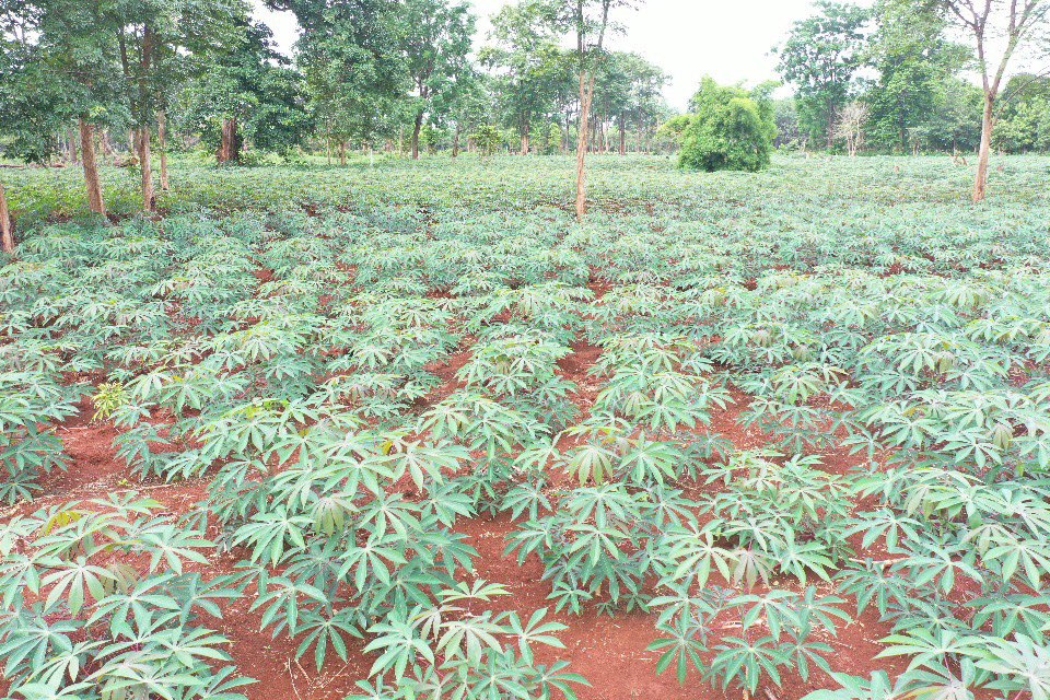 jononewby's tweet photo. With #starch (#tapioca) processing capacity increasing in southern Laos 🇱🇦 #smallholder #cassava farmers have a bright future if they adopt sustainable cultivation practices and 🛑 diseases from taking hold. @CIAT_ @RTB_CGIAR @ACIARAustralia #Salavan #redsoil #40+t/ha. https://t.co/5UmtEO3HEU