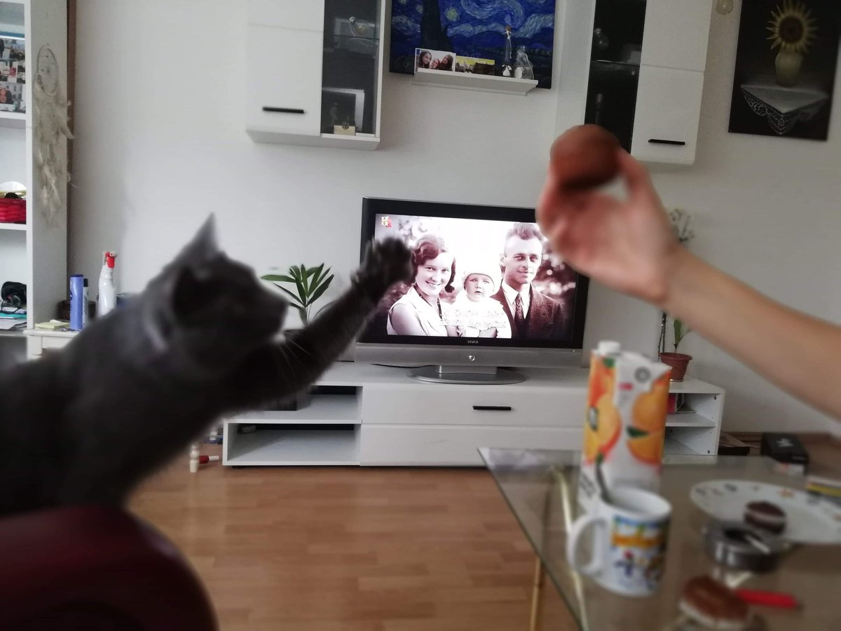 Give me that muffn, human! 🤣
Zvonko, the wierdest pet ❤️

<a href="/OMGMagicMan/">Mark</a> 
#cats