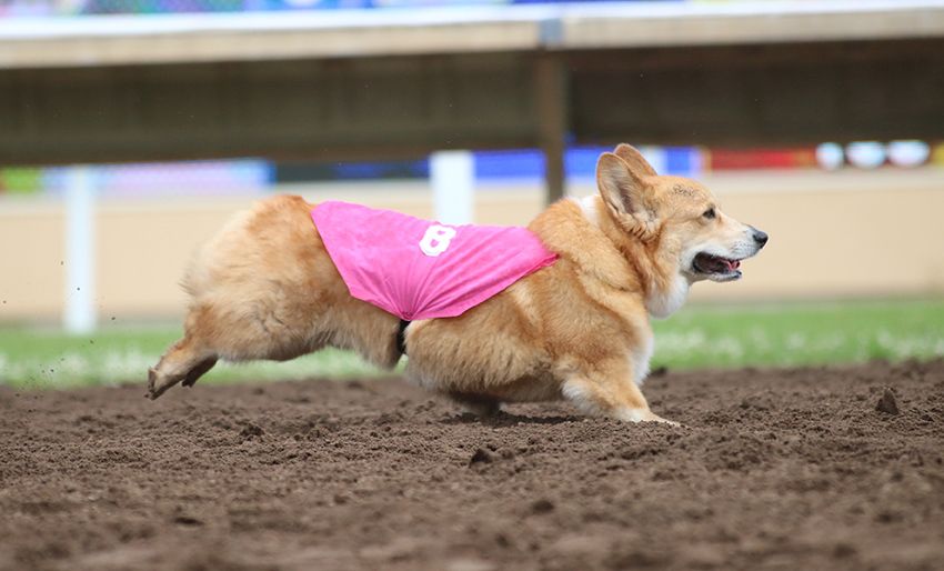 GVWire's tweet photo. Forget #greyhounds. If you want the epitome of #racingdogs, you want a pooch with ground-hugging aerodynamics, a compact wheelbase, and heart-melting button eyes โ You want a #corgi. ๐ถ๐ | https://t.co/CjDSaprrT6 https://t.co/3gNny3UhSu
