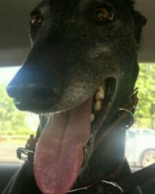 DurhamRetired's tweet photo. Last Friday Farah moved in with her forever family. In their words 'she's settled beautifully'. We couldn't be happier as Farah has waited too long for this loving home but it's been worth the wait! #foreverhomefound #greyhoundsmakegreatpets #blackbeauty @SunderlandDogs https://t.co/3MYvu4pTCM