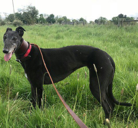 DurhamRetired's tweet photo. Last Friday Farah moved in with her forever family. In their words 'she's settled beautifully'. We couldn't be happier as Farah has waited too long for this loving home but it's been worth the wait! #foreverhomefound #greyhoundsmakegreatpets #blackbeauty @SunderlandDogs https://t.co/3MYvu4pTCM